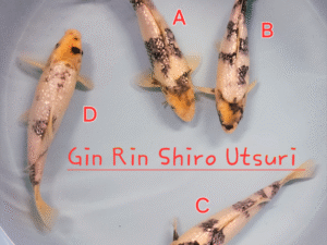 Gin Rin Shiro Utsuri