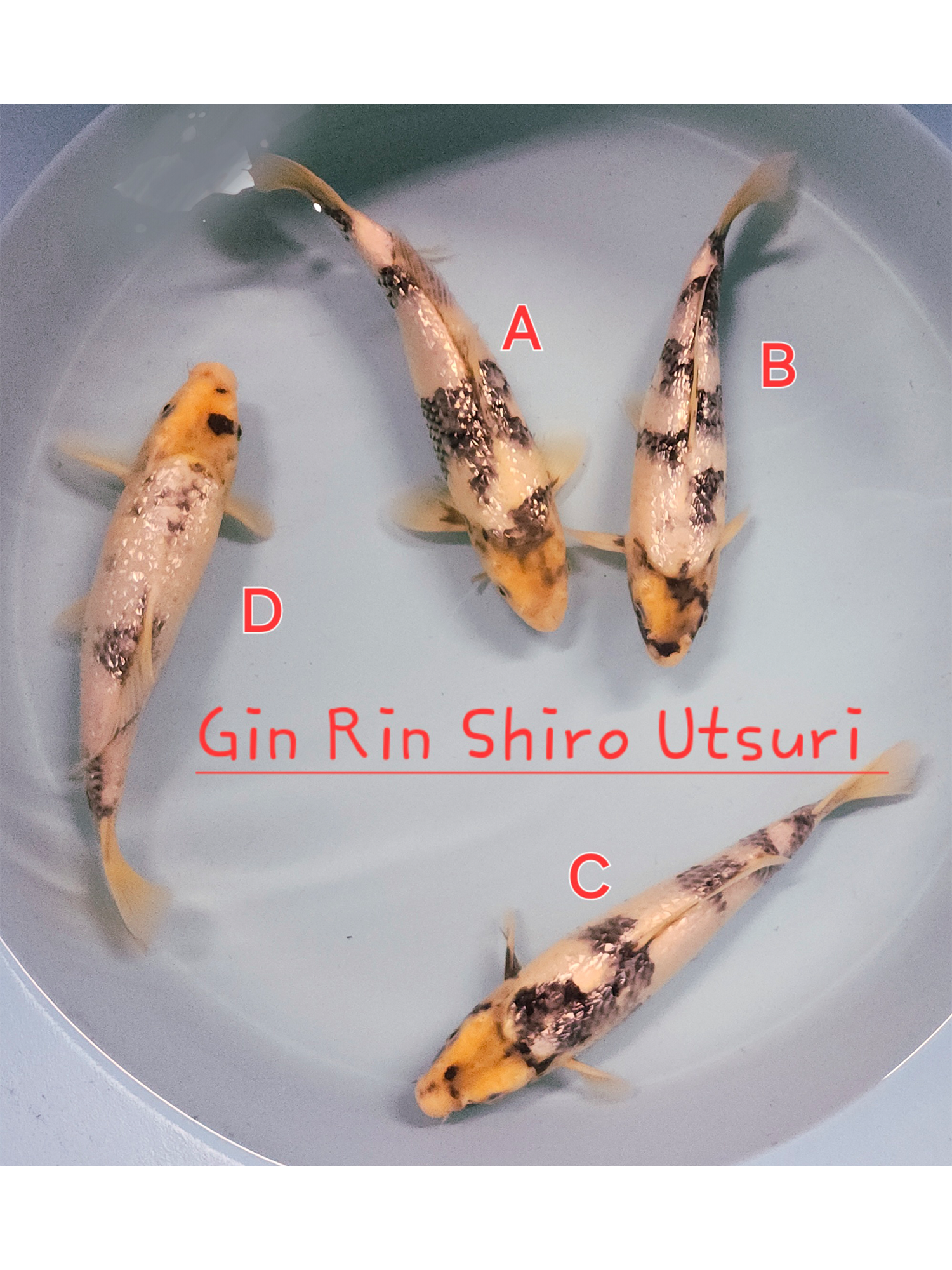 Gin Rin Shiro Utsuri